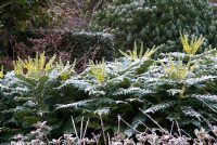 Mahonia japonica in frost