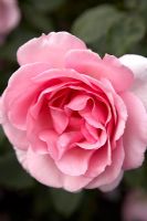 Rose 'Westminster Pink'