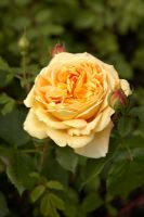 Rosa 'Golden Celebration', syn R 'Ausgold'