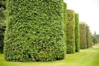 The Ilex Avenue consists of seven pairs of the Quercus ilex,  - evergreen Oak, clipped into enormous cylinders. Eight metres high and three metres in diameter, they were planted by Rowland Egerton-Warburton in the 1850s - Arley Hall and Gardens, Cheshire, early July