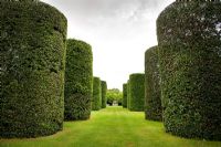 The Ilex Avenue consists of seven pairs of the Quercus ilex, - evergreen Oak, clipped into enormous cylinders. Eight metres high and three metres in diameter, they were planted by Rowland Egerton-Warburton in the 1850s - Arley Hall and Gardens, Cheshire, early July