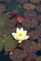 Nymphaea - Water Lily in flower with pads, early July