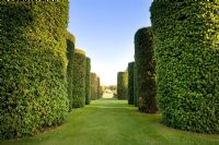 The Ilex Avenue consists of seven pairs of the Quercus ilex - evergreen Oak, clipped into enormous cylinders. Eight metres high and three metres in diameter, they were planted by Rowland Egerton-Warburton in the 1850s - Arley Hall and Gardens, Cheshire, early July
