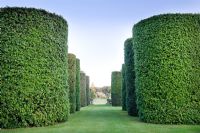 The Ilex Avenue consists of seven pairs of the Quercus ilex - evergreen Oak, clipped into enormous cylinders. Eight metres high and three metres in diameter, they were planted by Rowland Egerton-Warburton in the 1850s - Arley Hall and Gardens, Cheshire, early July 
