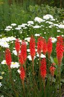 Kniphofia 'Wol's Red Seedling' and Leucanthemum x superbum 'Sunny Side up' in the background