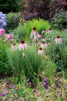 Summer border with Echinacea 'Pallida'