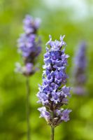 Dutch lavender - Lavandula vera 