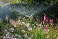 Garden sprinkler watering dry summer perennial border