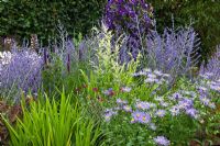 Aster frikartii, Perovskia atriplicifolia 'Blue Spire', Agastache 'Blue Fortune' and Artemisia lactiflora - end of July at Merriments Gardens.  East Sussex.