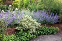 Raised bed with drought tolerant planting -  Nepeta 'Walkers Low', Euonymus japonicus and Alchemilla mollis
