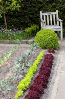 Path through vegetable garden with seating area and Buxus topiary. Turnip, Kohlrabi, Lollo rosso, Lollo bionda, Lactuca sativa, Brassica oleracea
