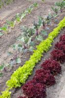 Turnip, Kohlrabi, Lollo rosso, Lollo bionda, Lactuca sativa, and Brassica oleracea in spring