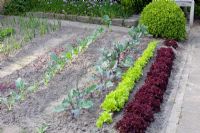 Vegetable garden in spring - Turnip, Kohlrabi, Lollo rosso, Lollo bionda, Lactuca sativa, Brassica oleracea