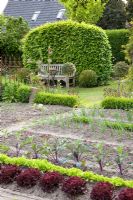 Vegetable garden with seating area beyond backed by hedge of Carpinus betulus - Hornbeam. Turnip, Kohlrabi, Lollo rosso, Lollo bionda, Lactuca sativa, and Brassica oleracea growing in rows in foreground
