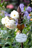 Rosa 'Ghislaine de Feligonde' with plant label