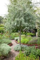 Herb garden with Lavandula - Lavender, Foeniculum vulgare - Fennel, Salvia officinalis - Sage, Santolina - Cotton Lavender, Mentha - Mint and Pyrus salicifolia 'Pendula' - Weeping Pear tree, in beds edged with terracotta tiles
 