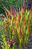 Imperata cylindrica 'Red Baron' - Blood Grass