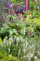 Lychnis coronaria, Achemilla mollis, Salvia and Lavandula - Lavender - Scheper Town Garden 