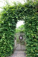 Wooden gate under arch of Carpinus betulus - Hornbeam - Scheper Town Garden 
 