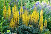 Ligularia przewalskii 'The Rocket' with Delphinium and Nepeta - Catmint