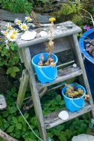 Garden steps with blue pot and buckets. Leucanthemum vulgare - Ox eye Daisies, alpine Strawberries and Geranium 'Anne Folkard'