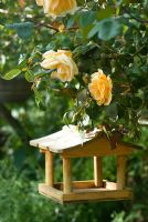 Hanging bird table with yellow climbing Rosa