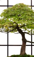 Acer palmatum 'Katsura' - Bonsai Japanese maple tree