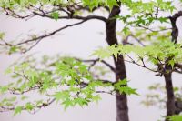 Acer palmatum - Bonsai Japanese maple, or Mountain Maple tree