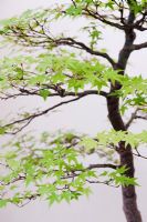 Acer palmatum - Bonsai Japanese maple, or Mountain Maple tree
