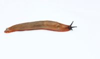 Arion ater agg - Orange Slug, a variety of large Black Arion Slug on white background