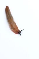 Arion ater agg - Orange Slug, a variety of large Black Arion Slug on white background
