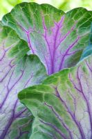 Brassica oleracea - Ornamental Cabbage 'Tokyo Mix' 

