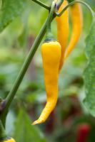 Capsicum annuum- Cayenne Golden Chili pepper 