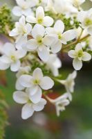 Hydrangea quercifolia 'Snowflake' - Oakleaf Hydrangea flowers