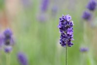 Lavandula angustifolia - Lavender 'Ellagance' 