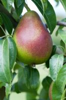 Pyrus - Pear 'Louise Bonne of Jersey'