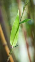 Phyllostachys sulphurea var. viridis - Bamboo leaf