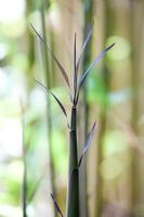 Semiarundinaria fastuosa - Temple Bamboo shoot. Narihira bamboo