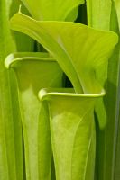 Sarracenia flava all green form