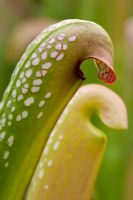 Sarracenia minor okeefenokeensis, Hooded pitcher plant