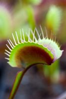 Dionaea muscipula - Venus fly trap
