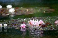 Nymphaea - Water Lilies on pond