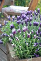 Lavandula stoechas - French Lavenders growing in raised bed