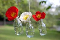 Papaver nudicaule - Iceland Poppies in hanging bottles