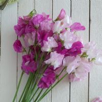 Wooden pained table with Lathyrus - Sweet Peas
