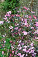 Plas Cdanant Gardens, Menai Bridge, Anglesey, Wales. April. Pink Rhododendron