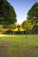 Veddw House Garden, Monmouthshire, Wales. September. Avenue of Corylus colurna in Meadow. (Turkish Hazel)