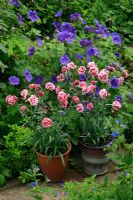 Dianthus 'Sugar Plum' - Cottage pinks, in pots alongside a brick path with Geranium ibericum