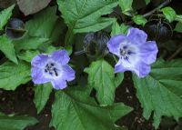 Nicandra physalodes - Apple of Peru or Shoo Fly, showing flowers and developing seed pods                    