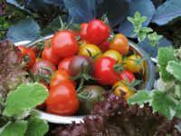 Cherry Tomato selection in contrasting colours - Tomato 'Black Cherry', 'Sungold' and 'Tomatoberry' in a colander 
